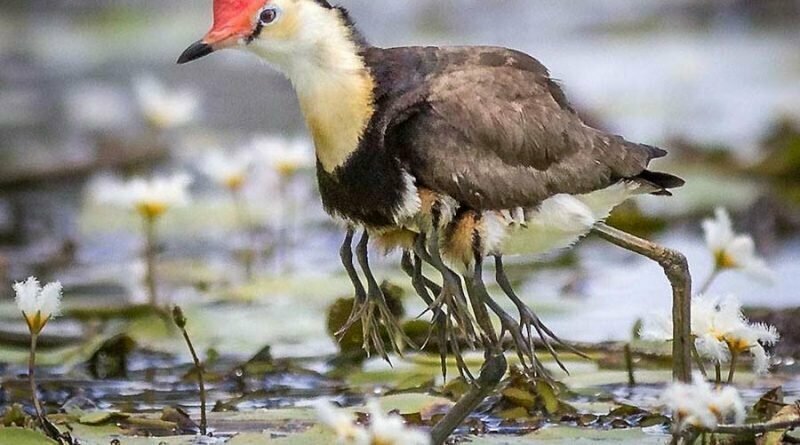 Птица с длинными пальцами своими, самка, канале, сколько, птенцов, случае, крыльями, детенышей, прячет, греет, сушит, вылавливает, листьев, падают, малыши, воспитания, отложив, насиживания, задача, возложена