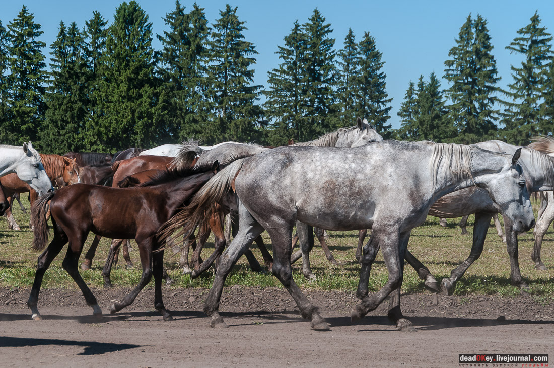 усадьба Новотомниково