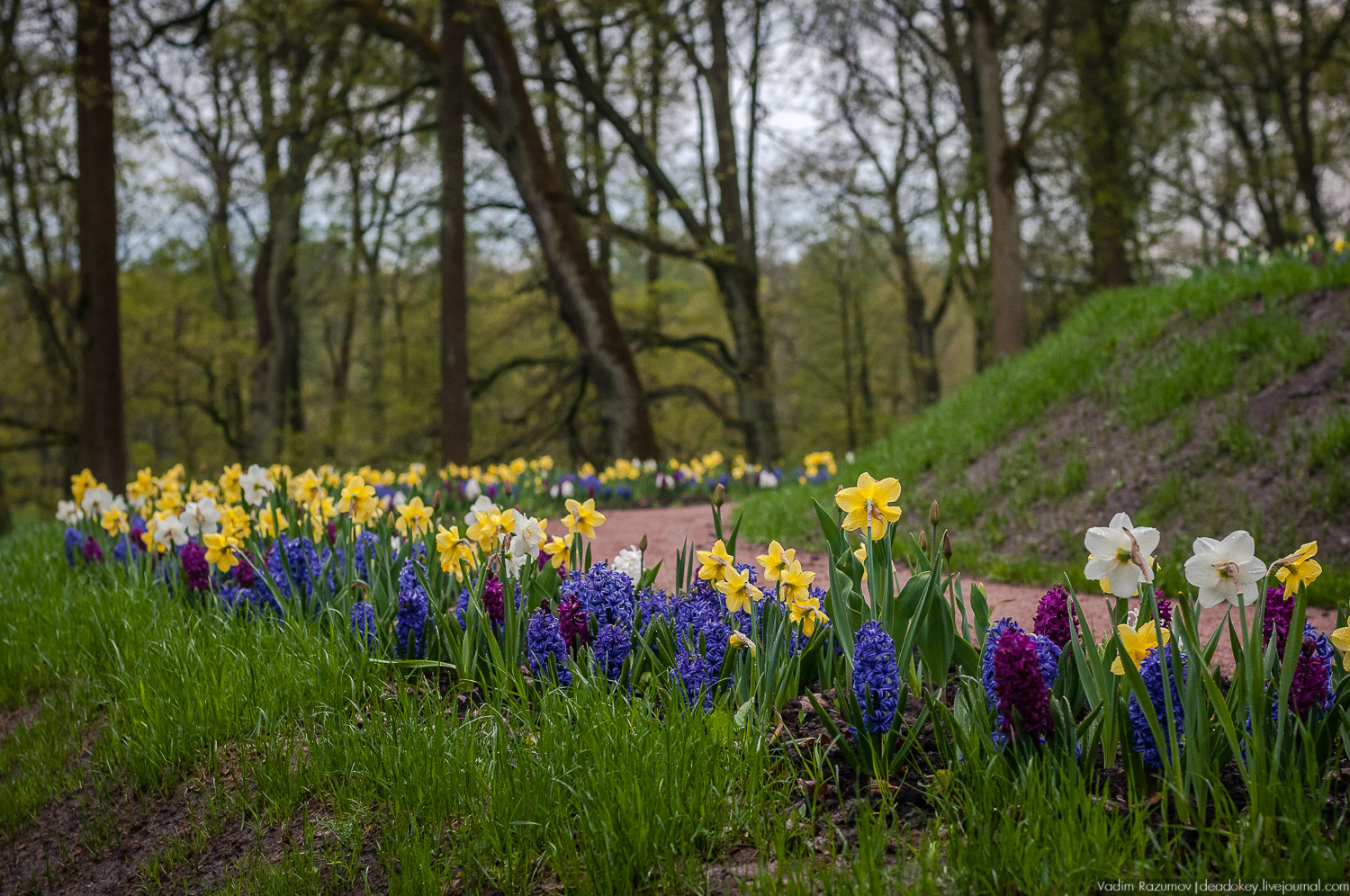 Цветы в усадьбах, поздравление с 8 марта