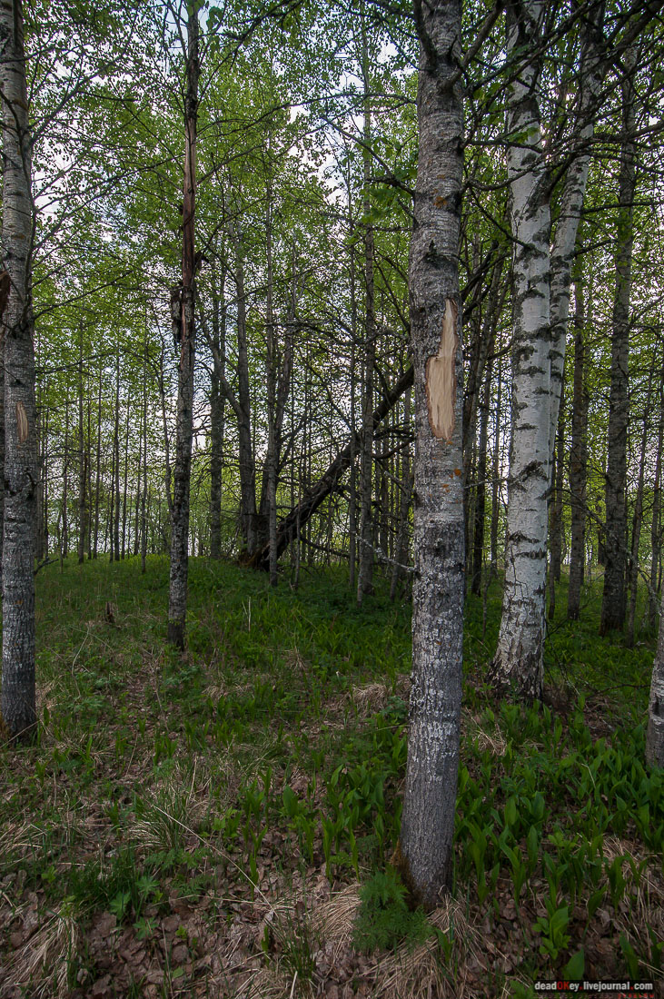 заброшенная деревня Сяпчозеро, Карелия, Кондопожский район