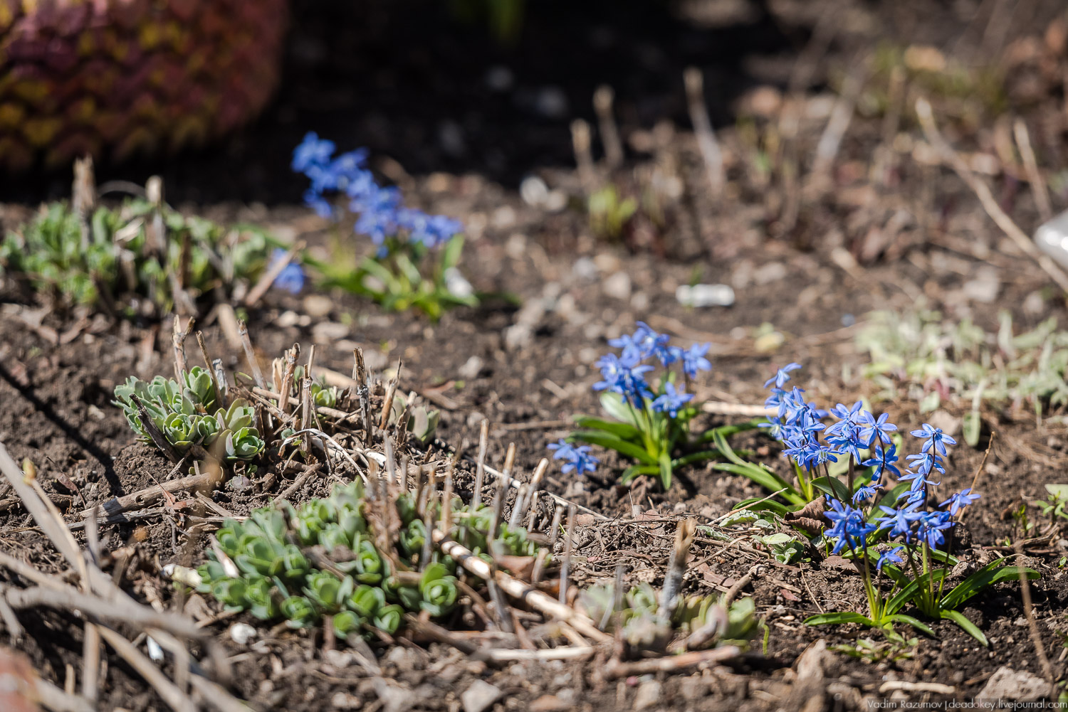 Богородицк, сады горожан