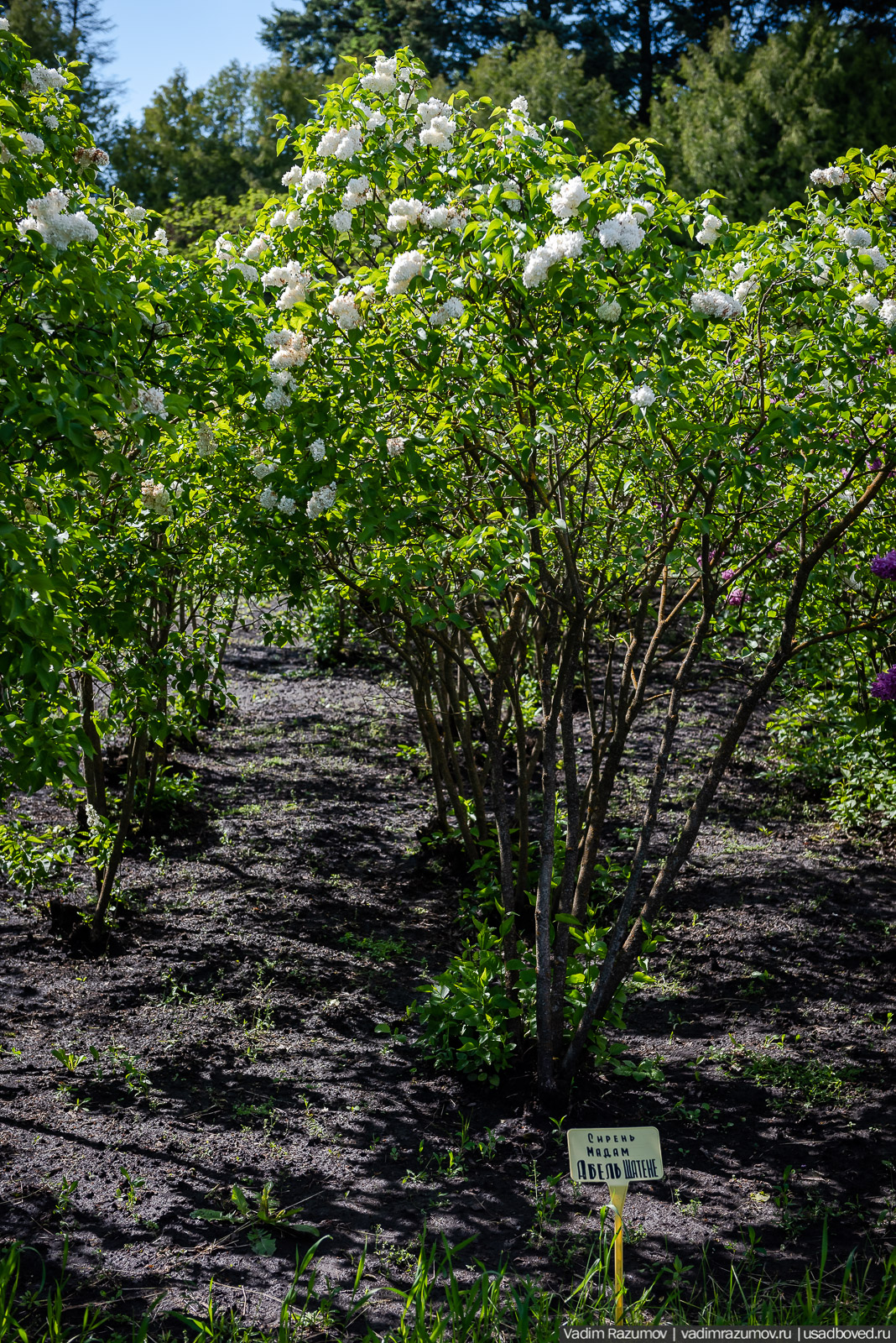 Мещерский дендрарий, ЛОСС, усадьба Барсуково, цветение сирени, Липецкая области