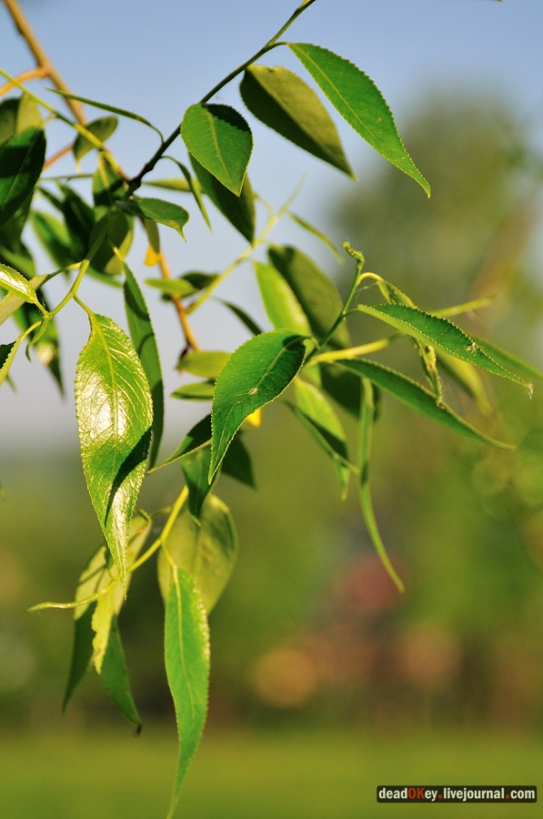 усадьба Прохорово