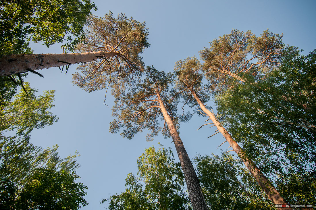 Пейзажный парк в усадьбе Гребнево