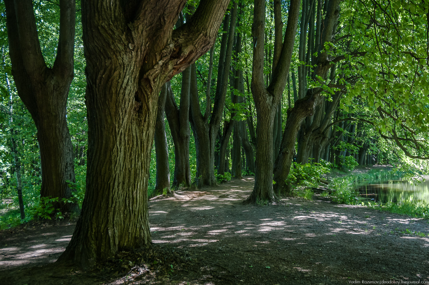 Усадьба Узкое, съемка программы SpasiboCheff, Илья Лазерсон и Вадим Разумов