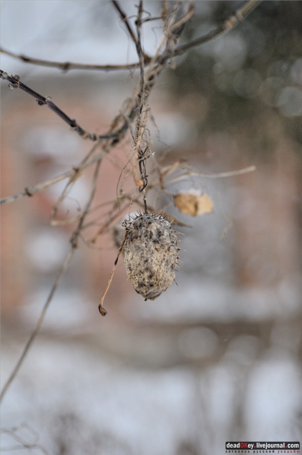 усадьба Городищи (