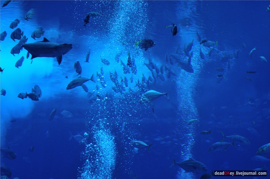 усадьба ОАЭ. Дубаи.