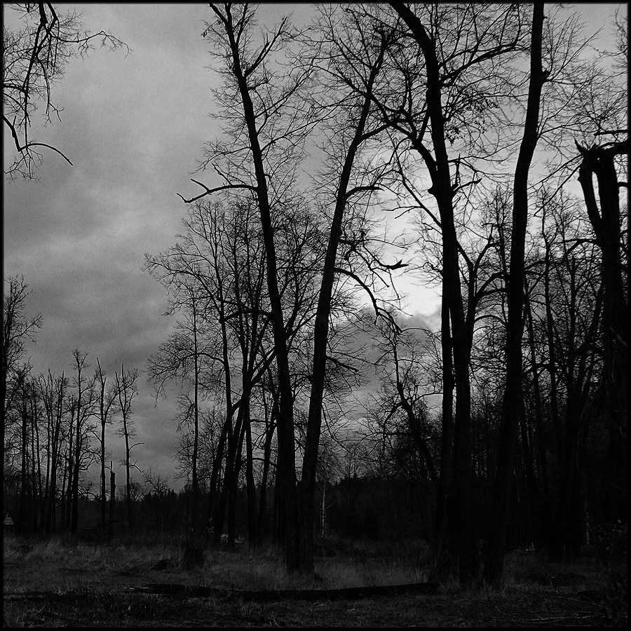 Парковые аллеи в русских усадьбах