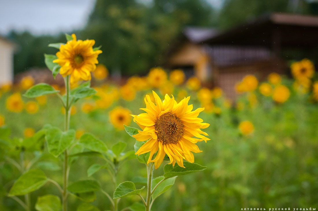 Экоэлектричка на родину журавлей в Талдомский район