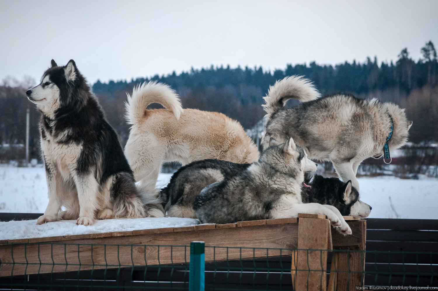 Рузская Аляска, Рузский район Московской области, Экоэлектричка