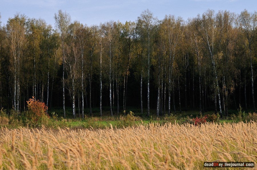 усадьба Ясная Поляна