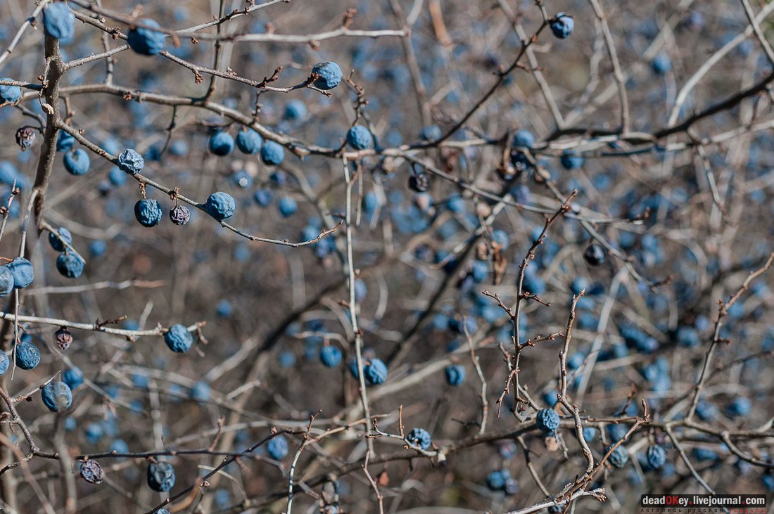 усадьба Полибино