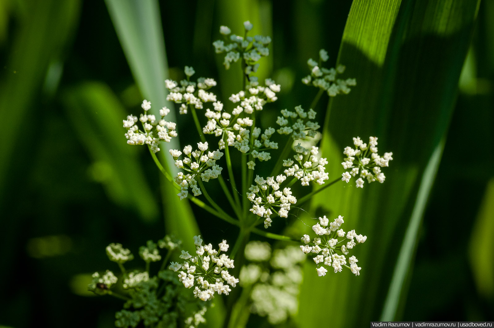усадьба Дворяниново, Андрей Тимофеевич Болотов, Тульская область