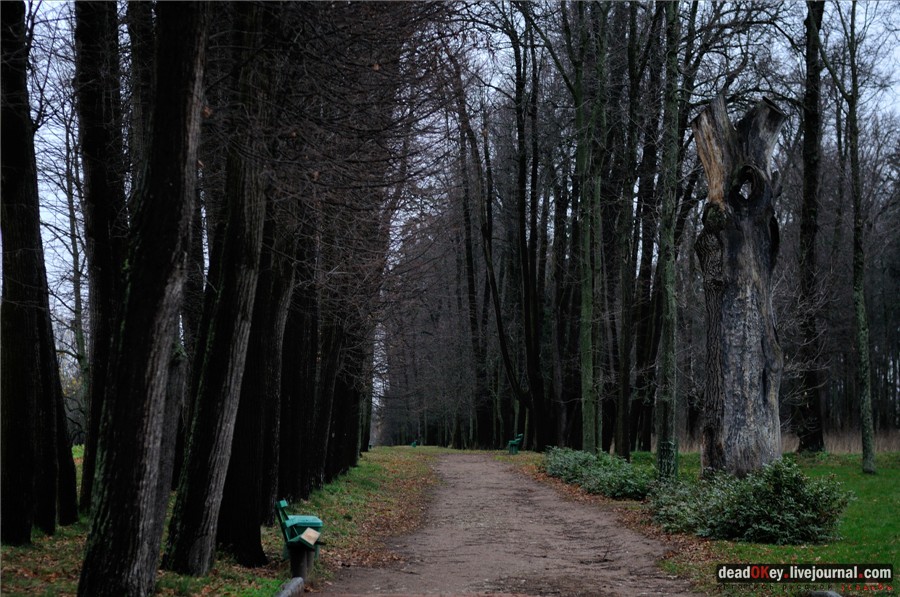 Липовые аллеи в усадьбах