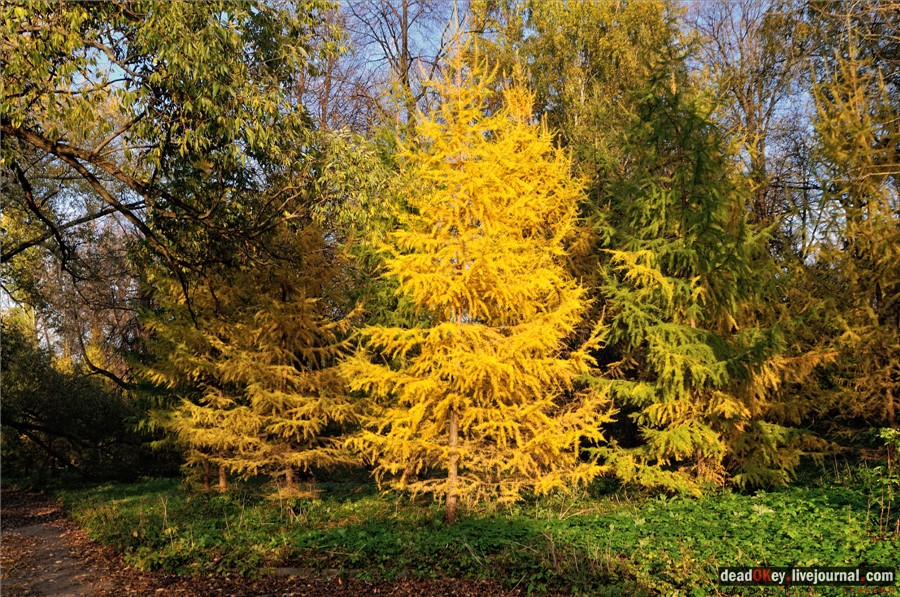 усадьба Петровское-Разумовское
