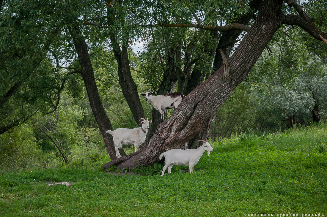 Сергиевское-на-Упе