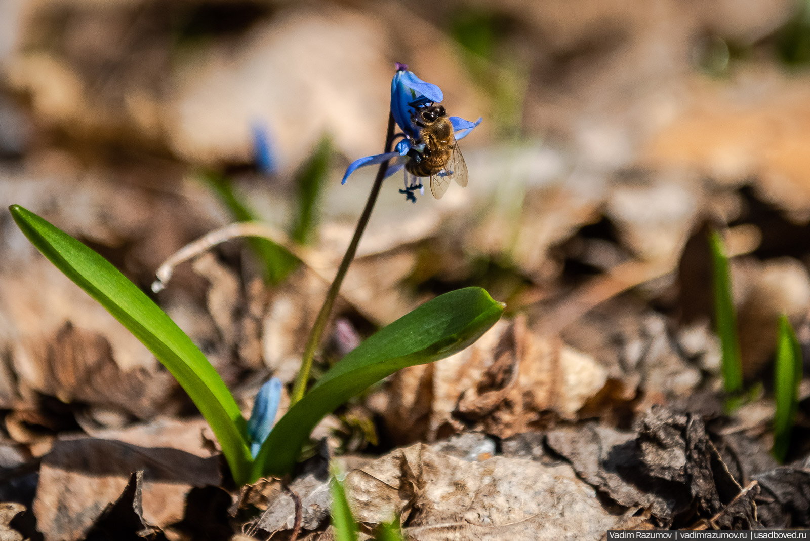усадьба Шаталовка весной 2021 года, Липецкая область, Елец