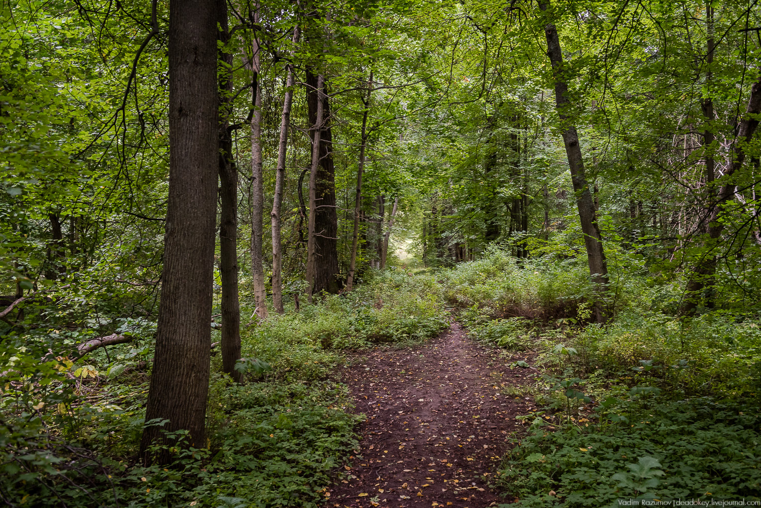 усадьба Никольское-Обольяниново, Усадебные волонтеры, субботник 17 августа 2019 года