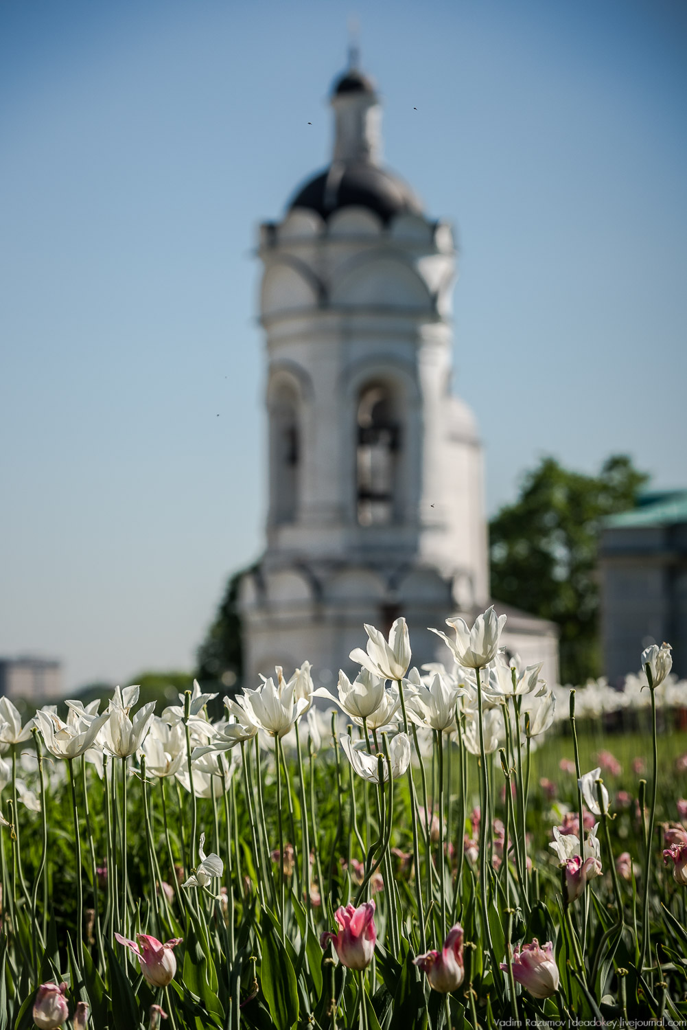 Коломенское в мае, цветы