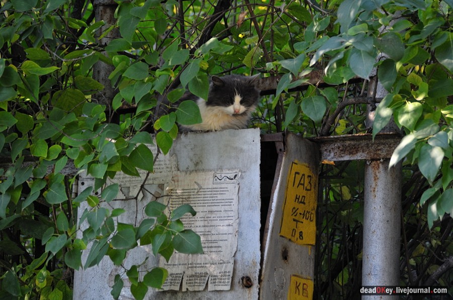 усадьба Красково