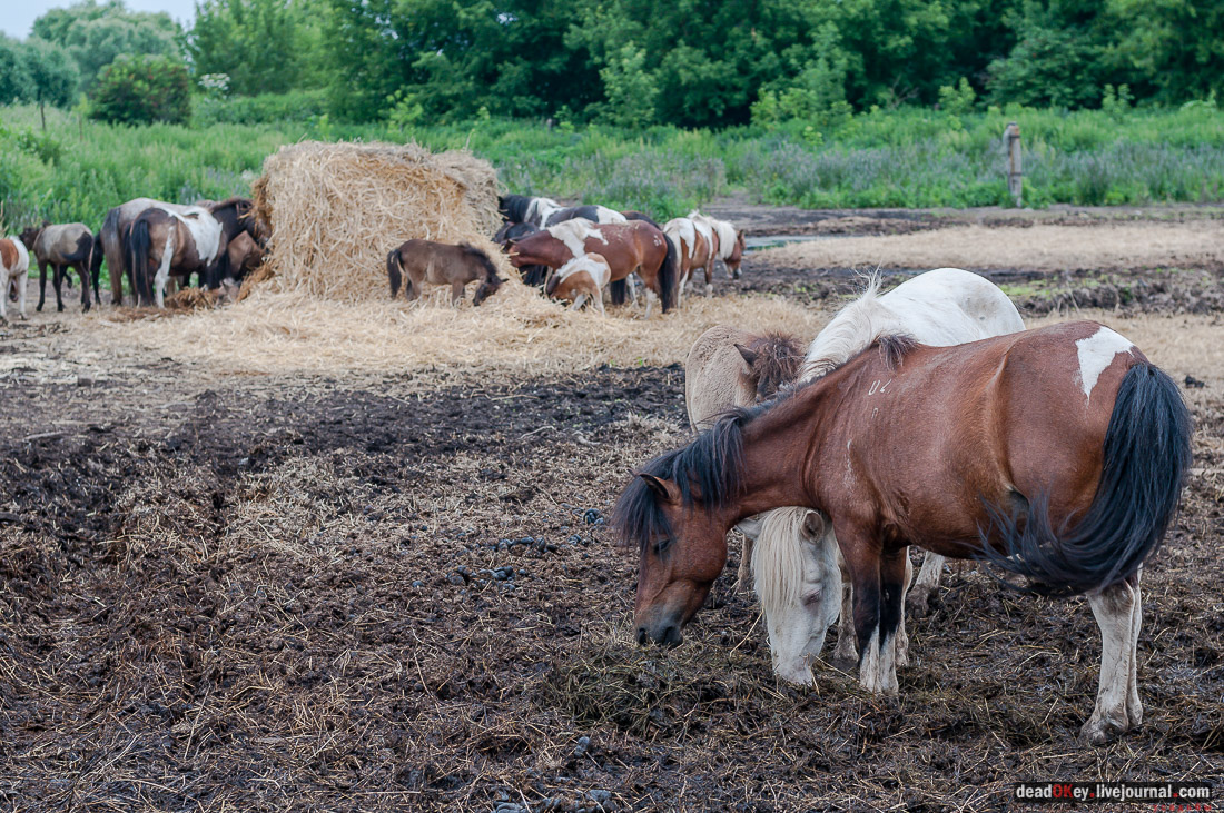 усадьба Дивово