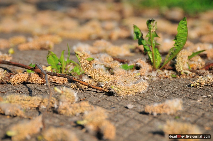 усадьба Богословское-Могильцы