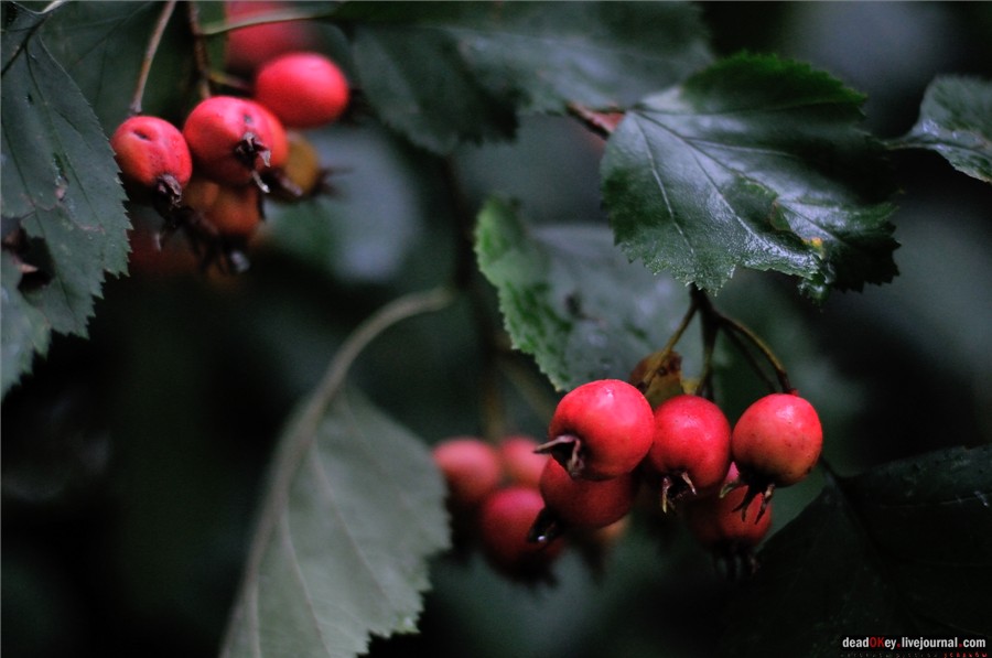 усадьба Строганова Дача