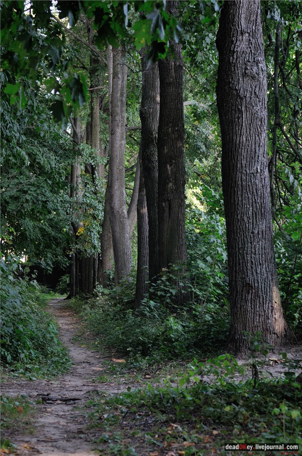 Липовые аллеи в усадьбах