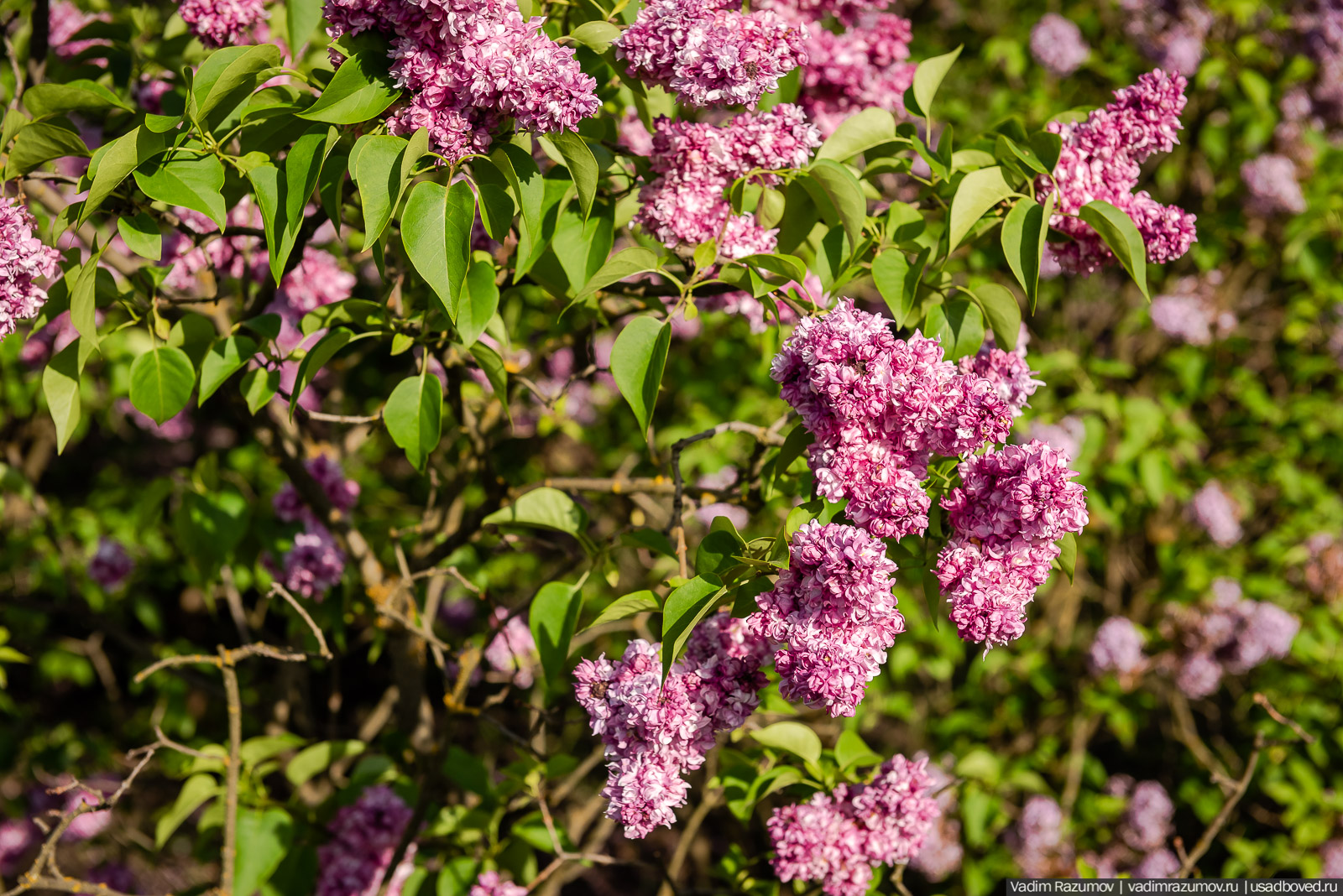 Мещерский дендрарий, ЛОСС, усадьба Барсуково, цветение сирени, Липецкая области