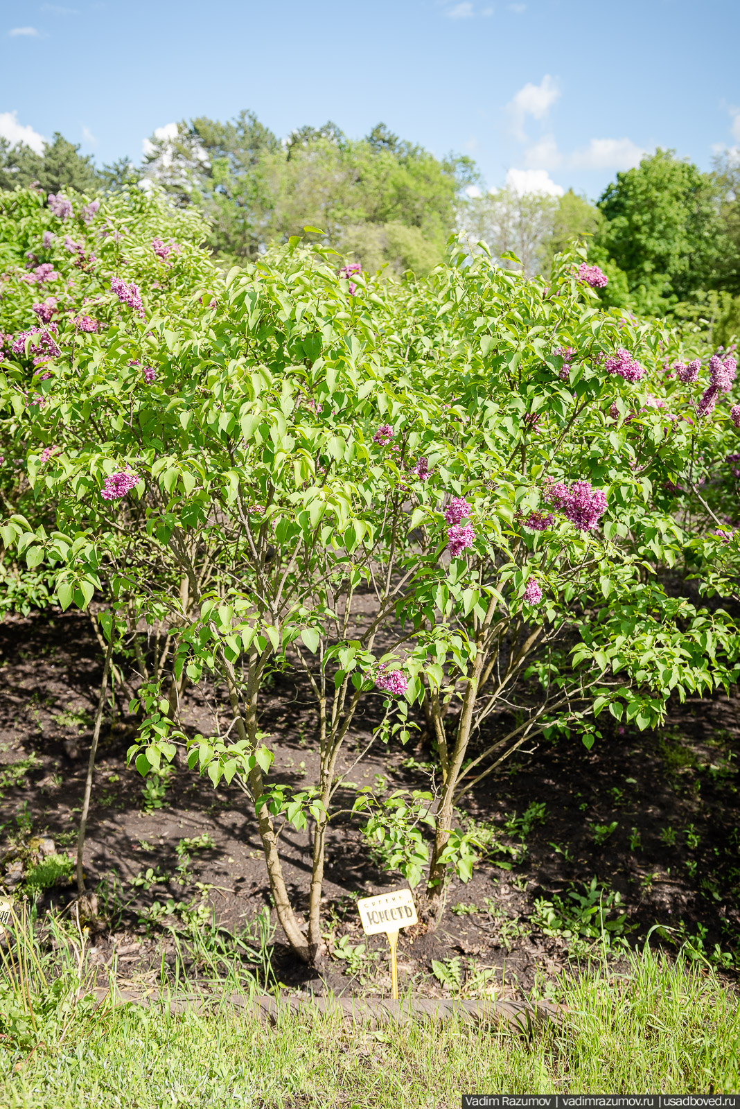 Мещерский дендрарий, ЛОСС, усадьба Барсуково, цветение сирени, Липецкая области