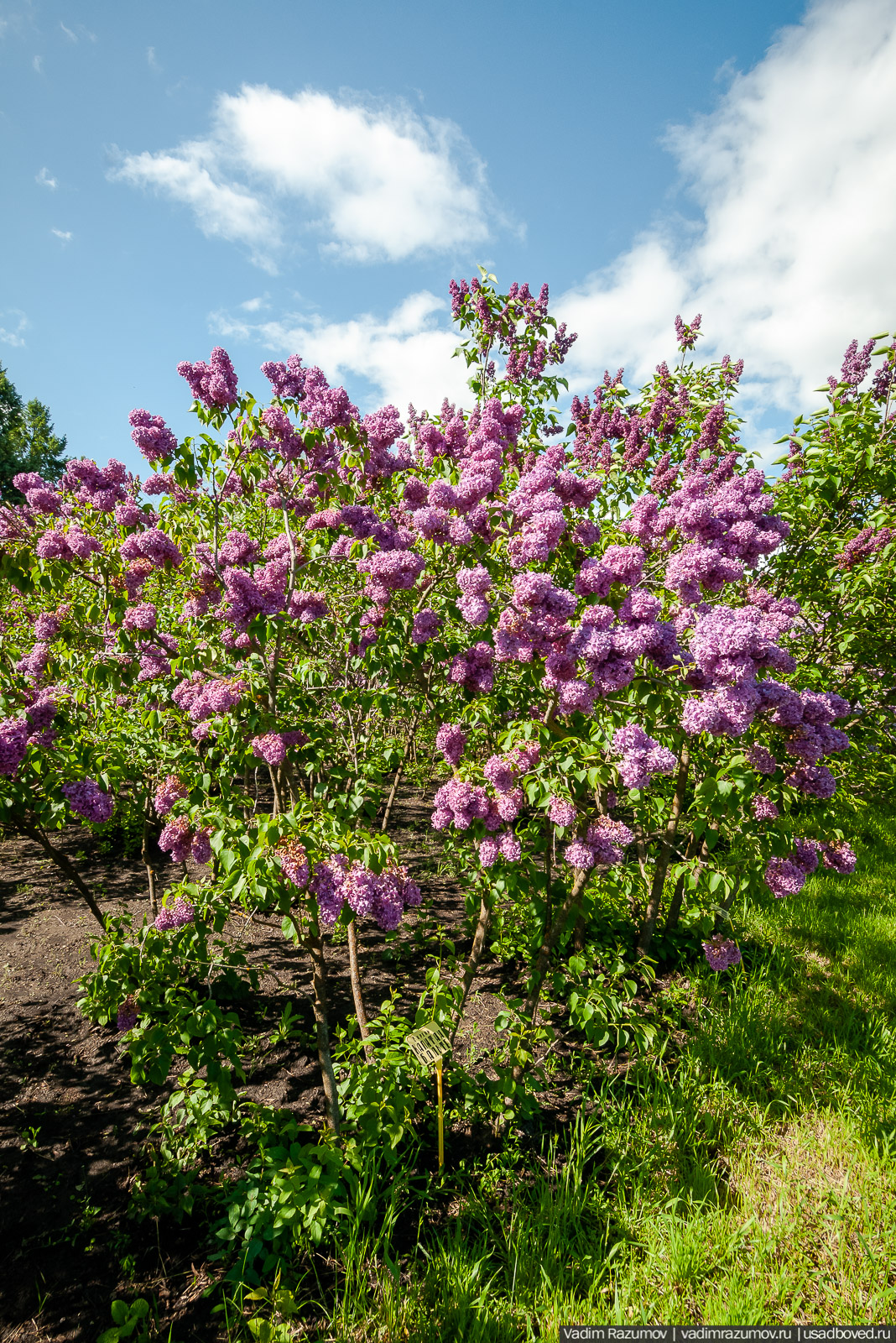 Мещерский дендрарий, ЛОСС, усадьба Барсуково, цветение сирени, Липецкая области