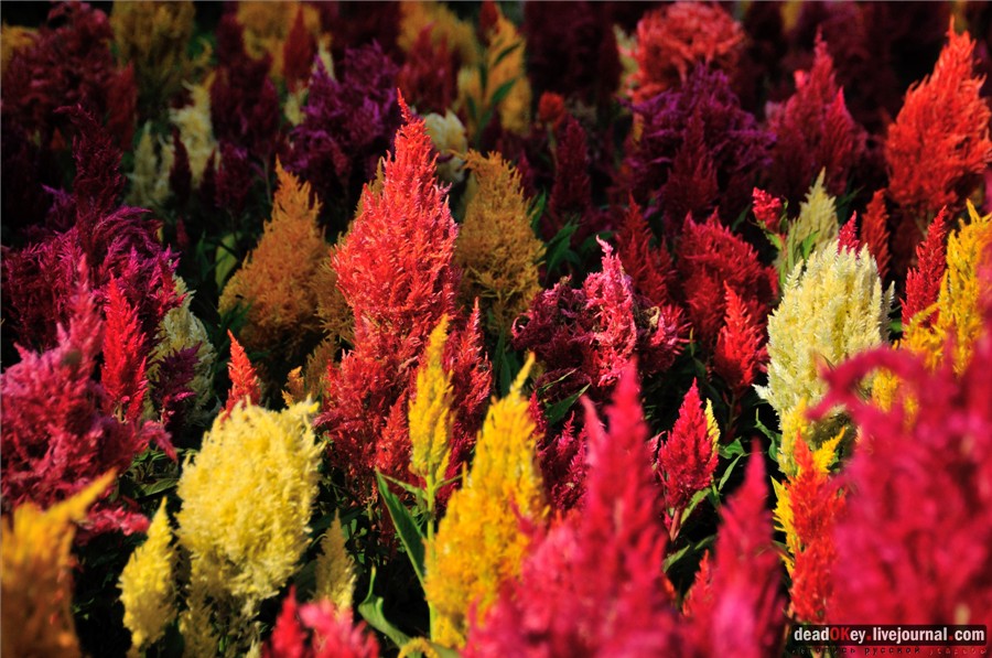 усадьба Райки