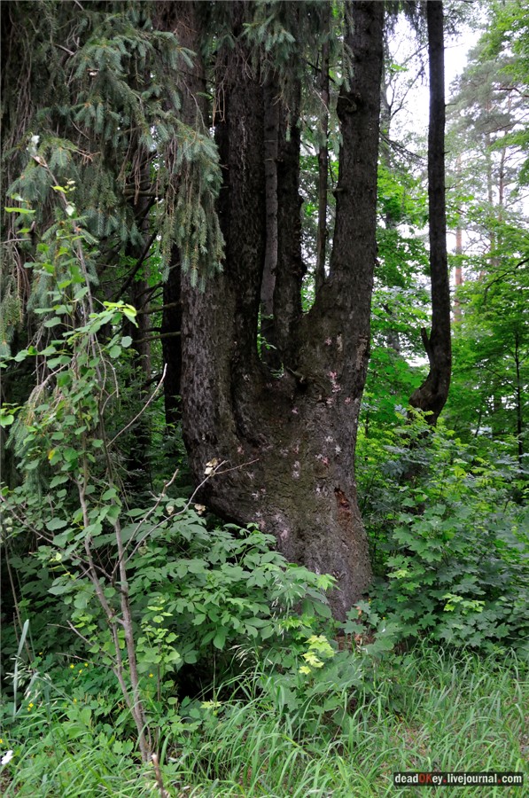 усадьба Паньково