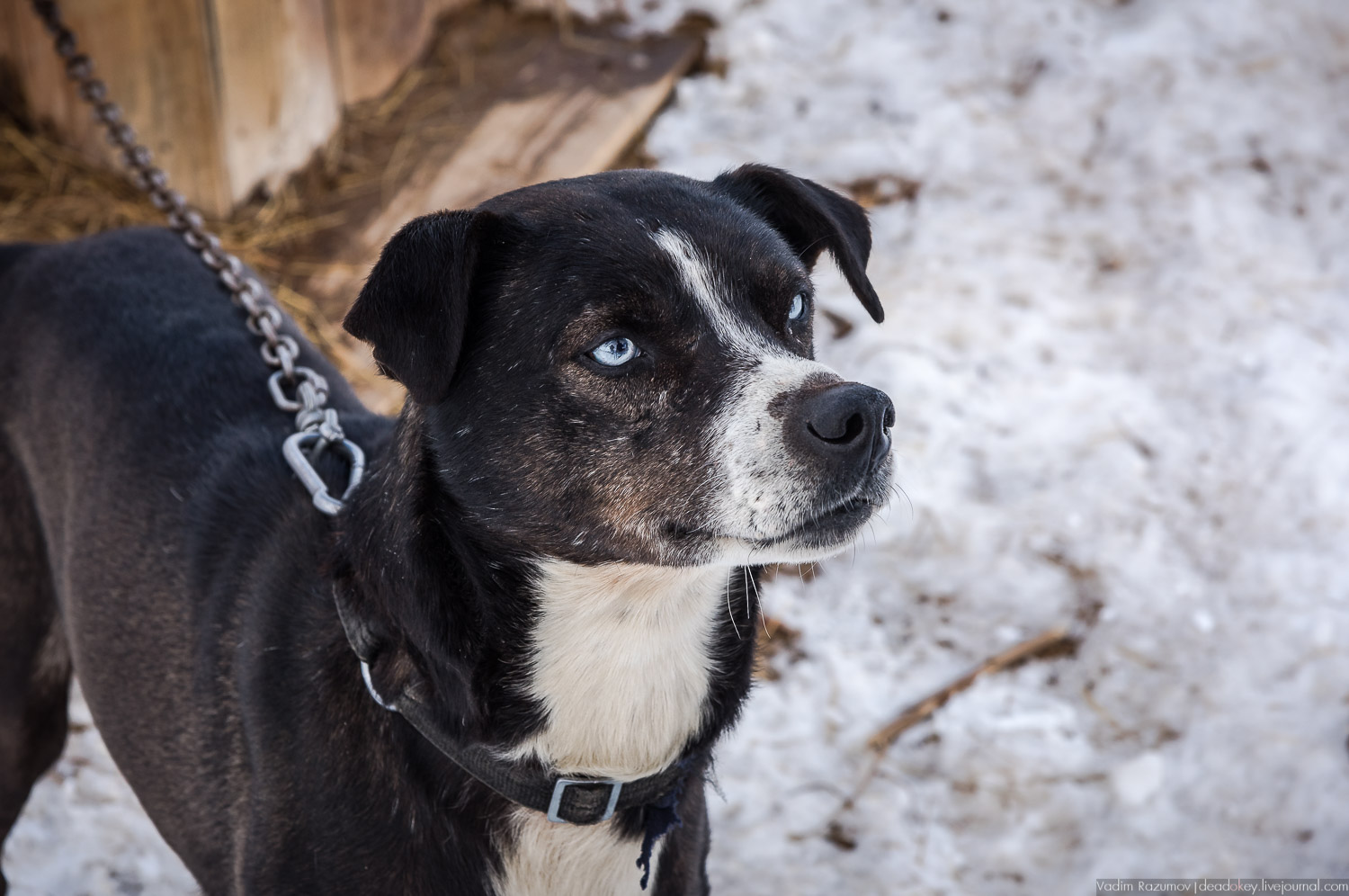 Рузская Аляска, Рузский район Московской области, Экоэлектричка