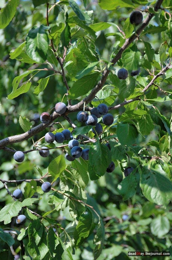 усадьба Богородское