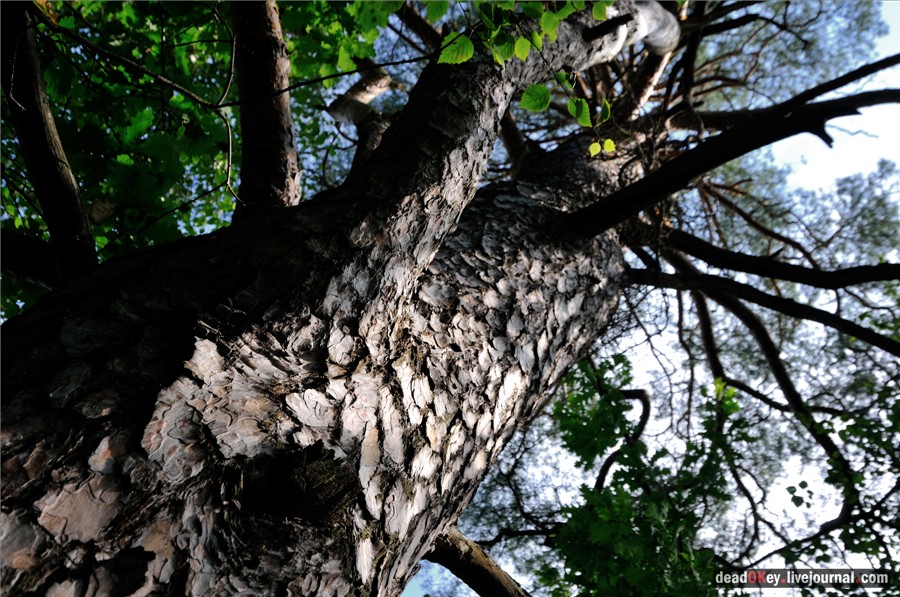 усадьба Алмазово