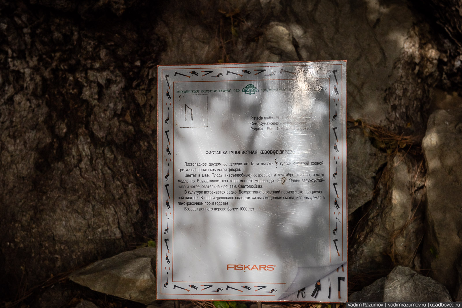 Никитский ботанический сад