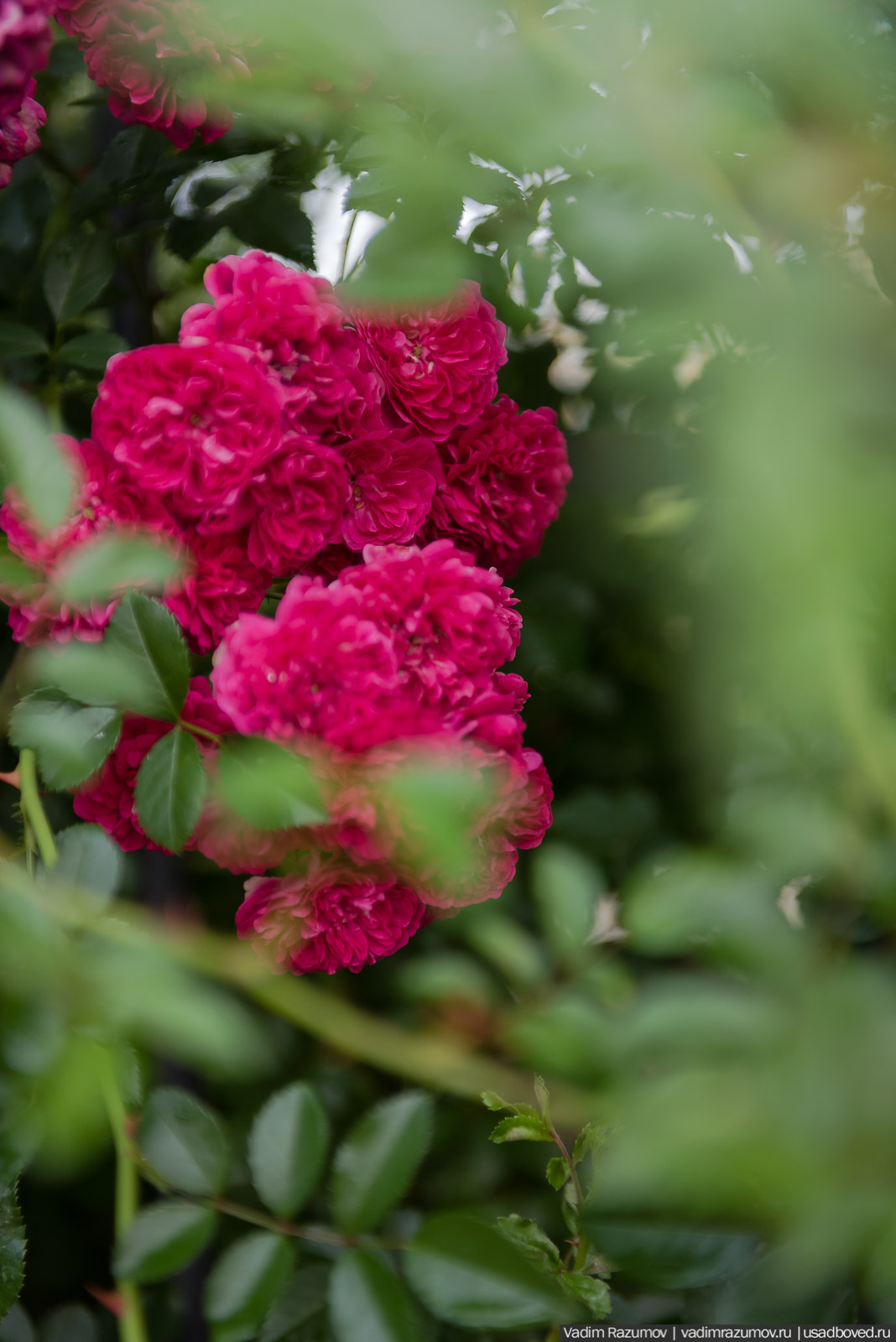 усадьба Марьино Строгановых, розарий, розы, сад