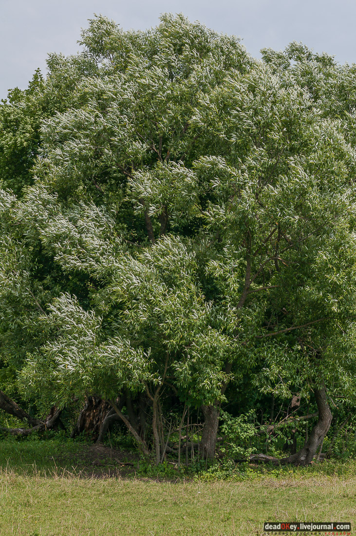 усадьба Дивово