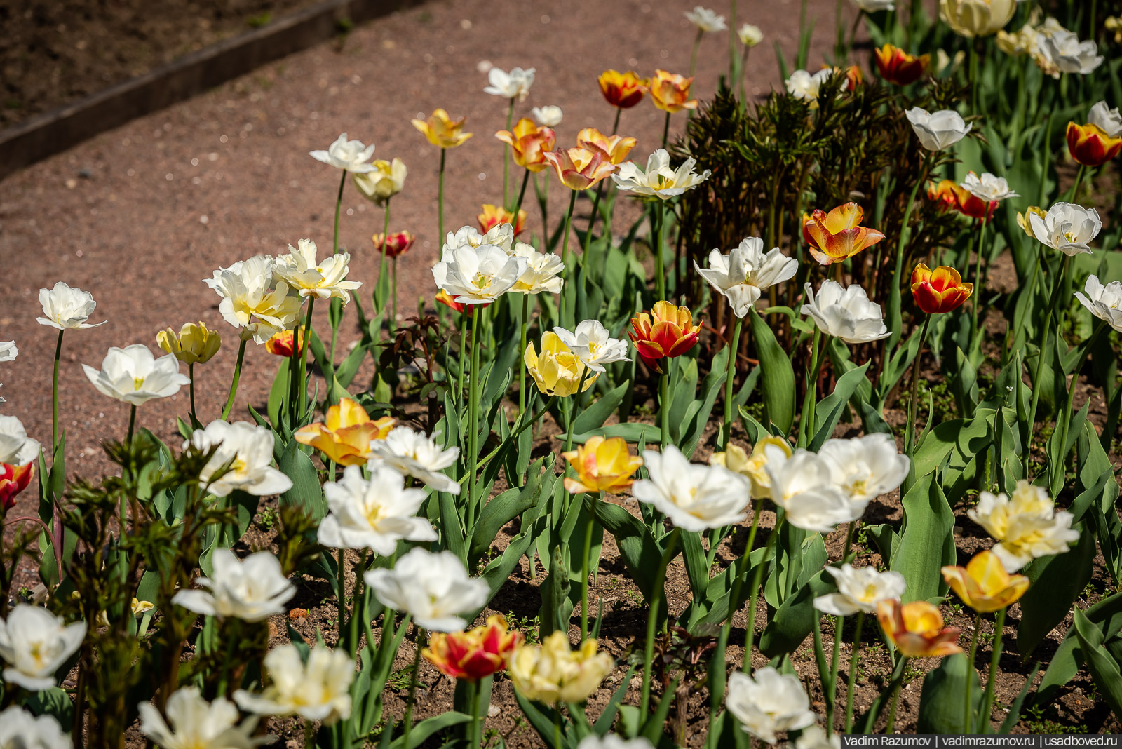 усадьба Архангельское, весна, май 2021