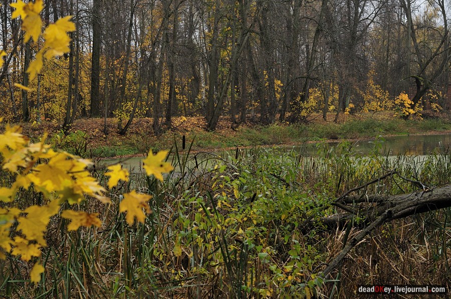 усадьба Жуково