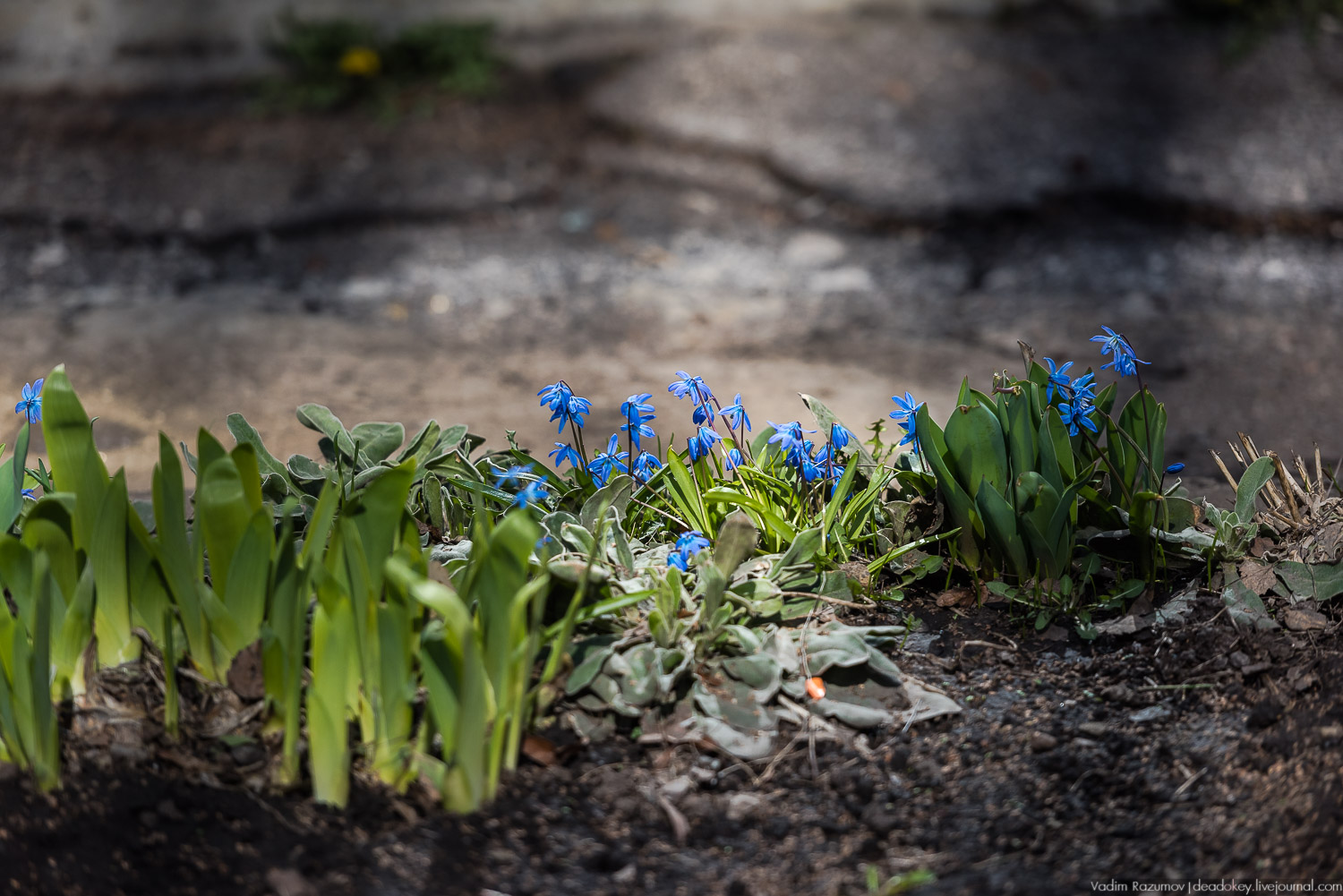 Богородицк, сады горожан