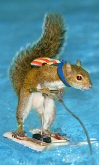 [waterskiing squirrel picture] 