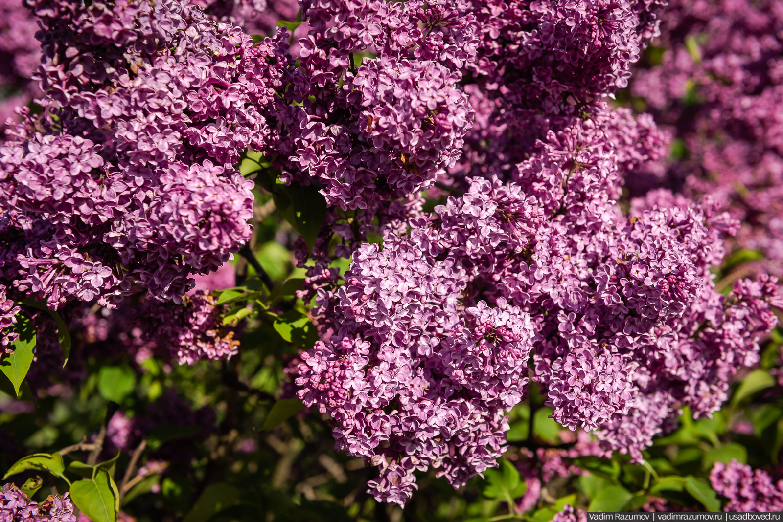 Мещерский дендрарий, ЛОСС, усадьба Барсуково, цветение сирени, Липецкая области