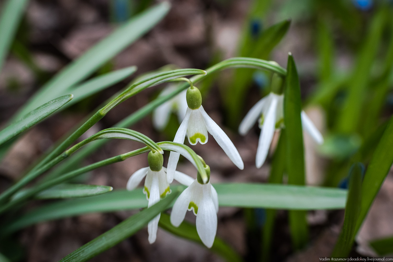 Продснежники в Аптекарском огороде