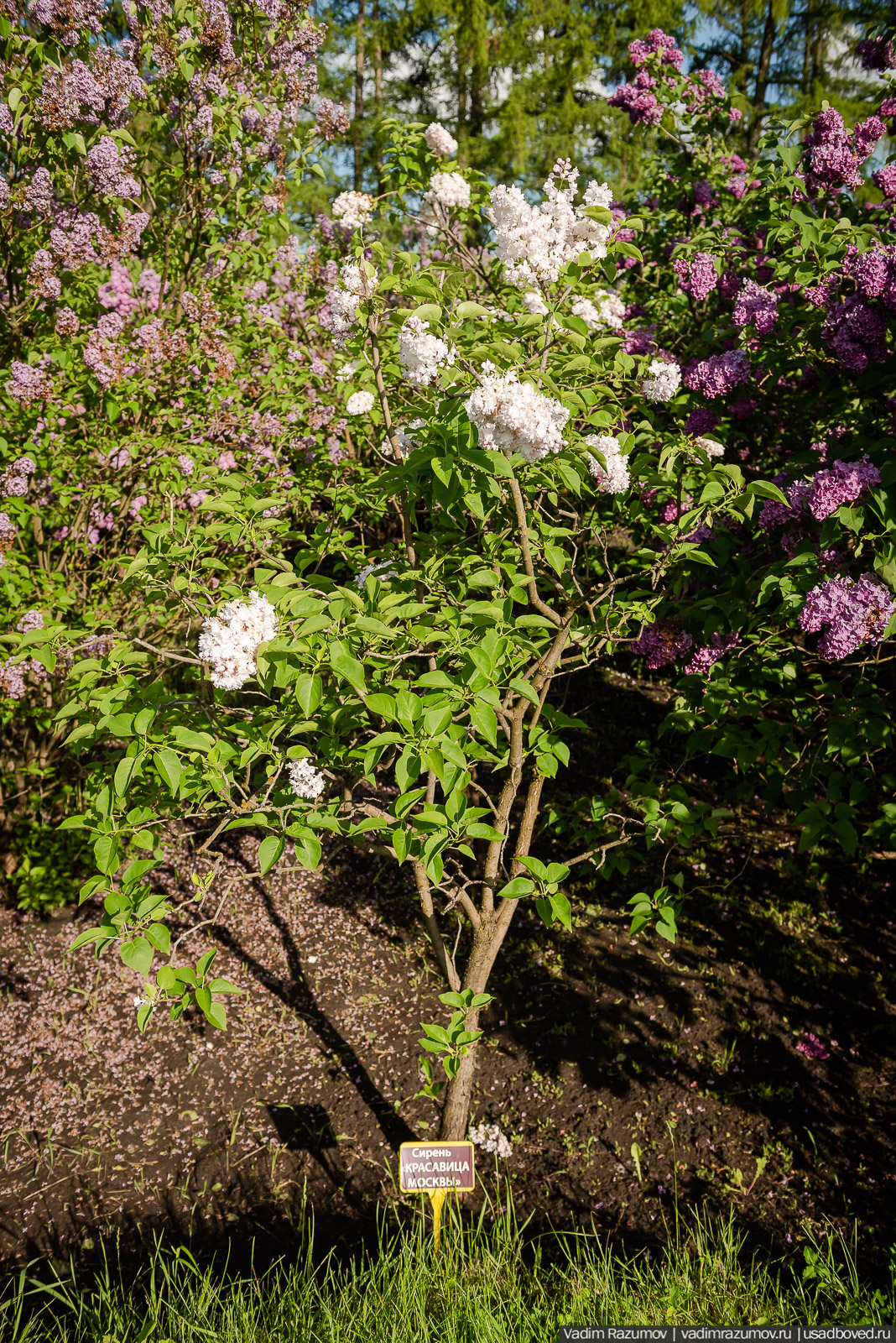 Мещерский дендрарий, ЛОСС, усадьба Барсуково, цветение сирени, Липецкая области