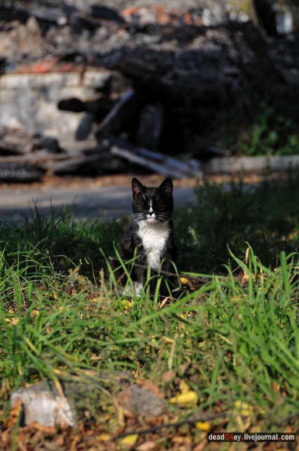 усадьба Красково