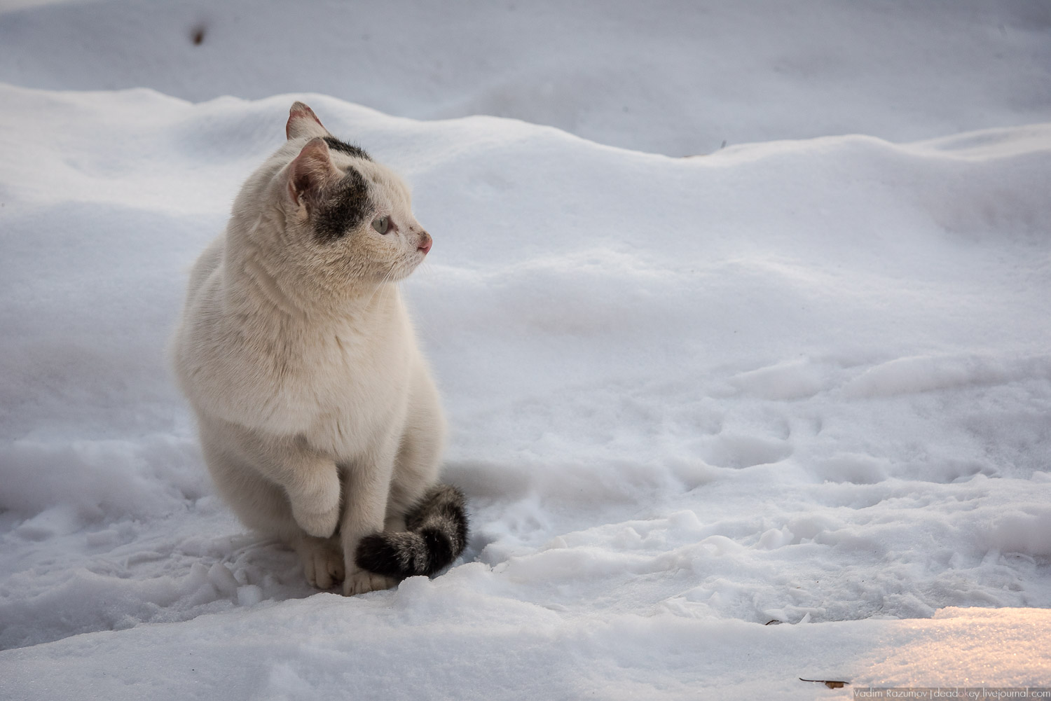 усадьбы Волынщина-Полуэктово, Рузский район