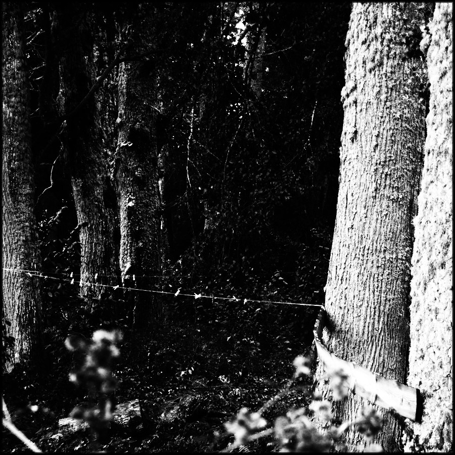 Парковые аллеи в русских усадьбах