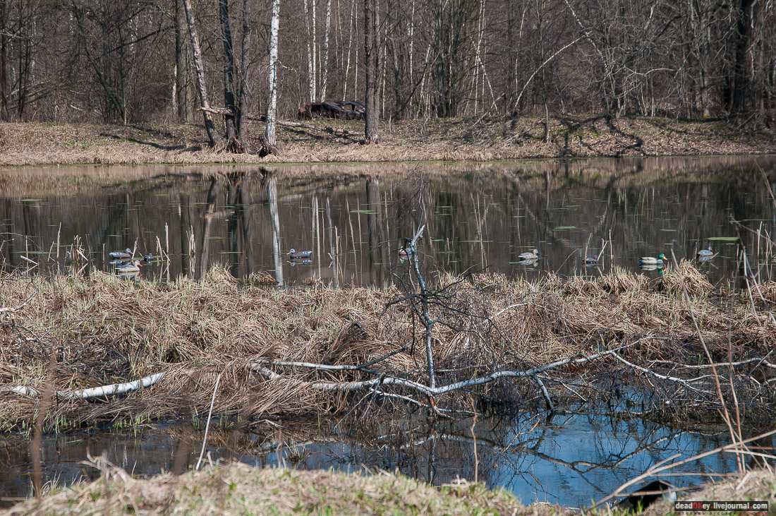 усадьба Савинское (исследование масонского парка)